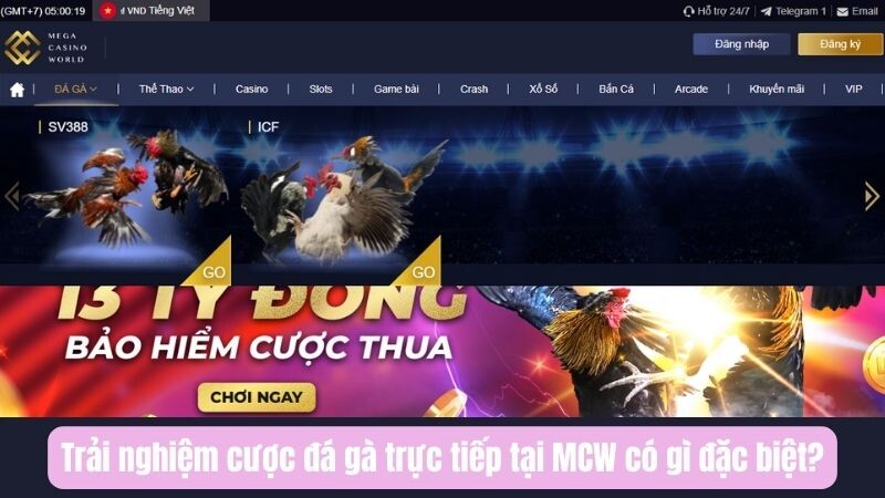 Trải nghiệm cược đá gà trực tiếp tại MCW có gì đặc biệt?